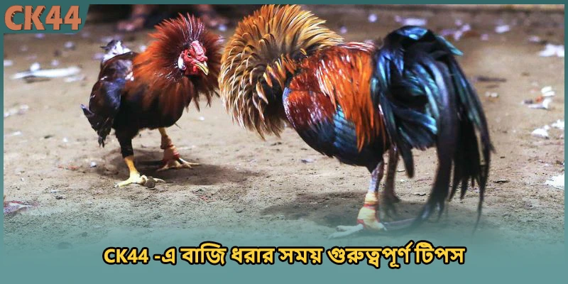 CK44 -এ বাজি ধরার সময় গুরুত্বপূর্ণ টিপস