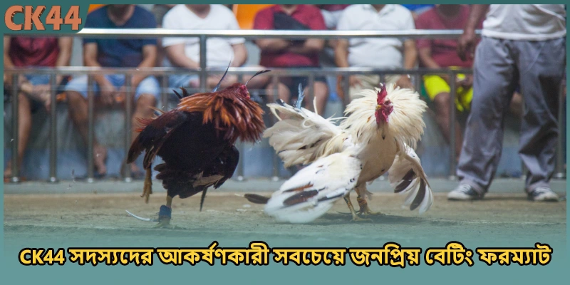 CK44 সদস্যদের আকর্ষণকারী সবচেয়ে জনপ্রিয় বেটিং ফরম্যাট