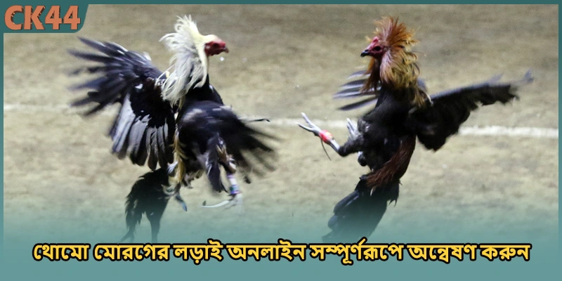 (ছবি: থোমো মোরগের লড়াই অনলাইন সম্পূর্ণরূপে অন্বেষণ করুন)