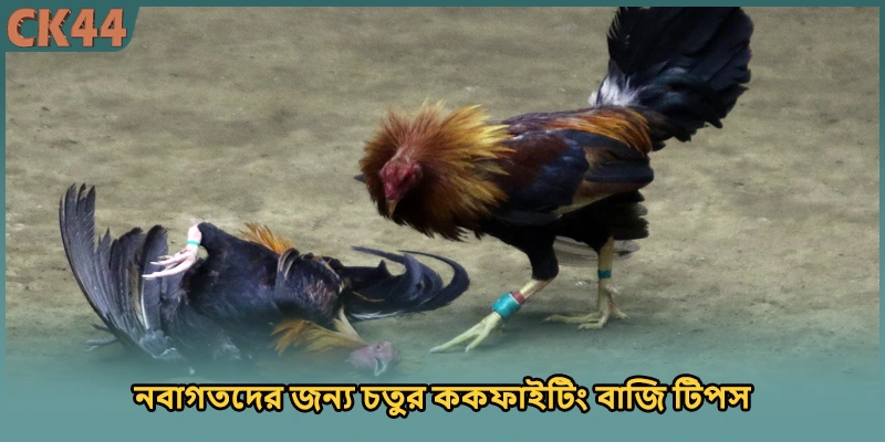 নবাগতদের জন্য চতুর ককফাইটিং বাজি টিপস