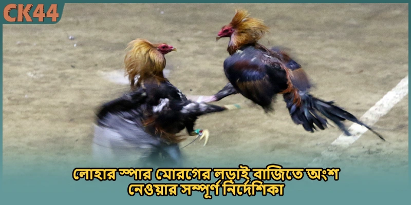 লোহার স্পার মোরগের লড়াই বাজিতে অংশ নেওয়ার সম্পূর্ণ নির্দেশিকা