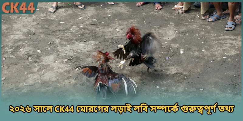 ২০২৬ সালে CK44 মোরগের লড়াই লবি সম্পর্কে গুরুত্বপূর্ণ তথ্য